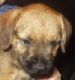Alfie Border Terrier Puppy for sale from Brandycarr