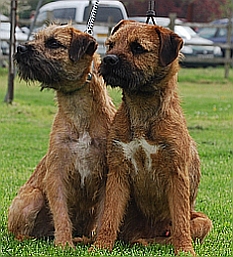 Border terrier best sale puppies champdogs