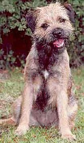 border terrier breeders yorkshire