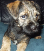 Border Terrier Picture Frame