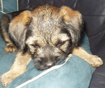 Border Terrier Picture Frame